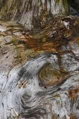 Aged driftwood found along Resurrection Bay near Seward, Alaska.