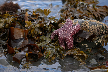 Kelp and starfish on the rocks on the shore of Resurrection Bay near Seward, Alaska.