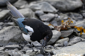 A Black-billed Magpie (Pica hudsonia) turns over beach rocks in a search for food on the shore of Resurrection Bay near Seward, Alaska.