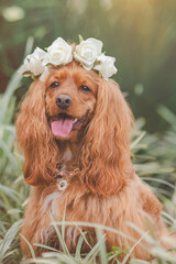 breed dog   cocker spaniel