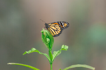 monarch butterfly on a flower
