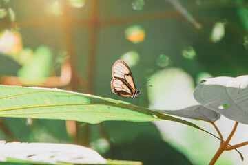butterfly on leaf