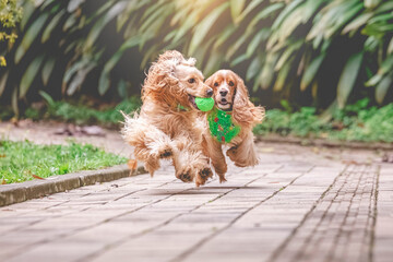 breed dog   cocker spaniel