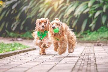 breed dog   cocker spaniel