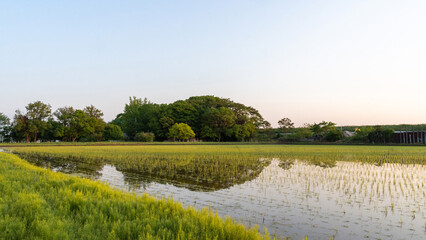 田植えをしたばかりの田んぼのすがすがしい朝の景色