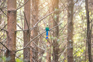 El momoto amaz&oacute;nico o momoto com&uacute;n​