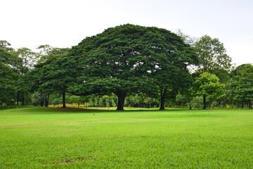 tree in the park