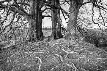 Tolkien's trees at Avebury, England. Trees that inspired J. R. R. Tolkien's 'walking trees' in The Lord of the Rings. - obrazy, fototapety, plakaty