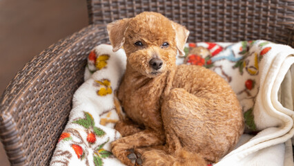 遠くを見つめるシニアトイプードル