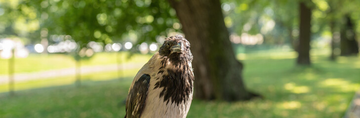 crow in the park