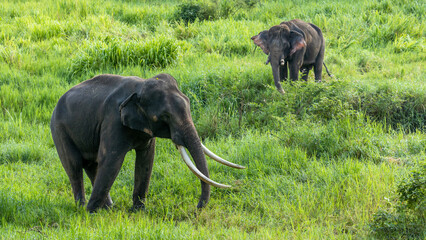 Naklejka premium Asia Elephant in Thailand, Asia Elephants in Chiang Mai. Elephant Nature Park, Thailand.