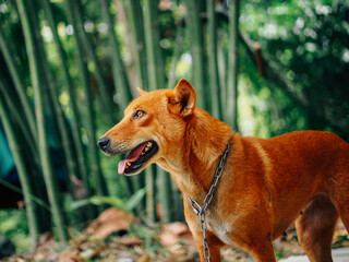 cute brown dog