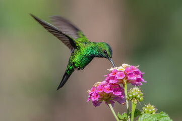 Green crowned brilliant hummingbird feeding on lantana flowers shown in Boquete, Panama.