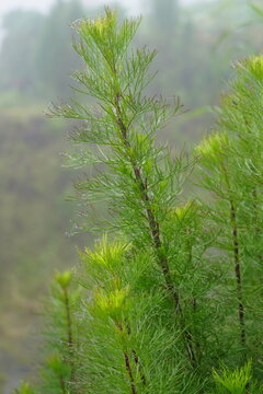 Artemisia scoparia or false dill tree