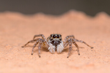 Female Menemerus semilimbatus spider staring from a wall