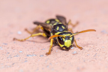 Female Polistes dominula wasp resting on a rock under the sun