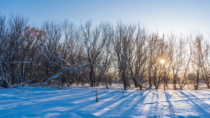 The setting sun shines through the bare branches of the trees. Long shadows on pure white snow. Clear blue sky. Winter evening. The golden hour. Altai