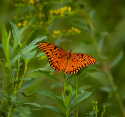 butterfly on flower