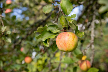 Apple tree branch with red apples on a blurred background during ripening.Ripe organic crops growing and hanging on a lush green fruit tree branch ready for harvest on a sunny summer day.