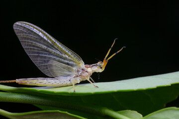 A mayfly lives in the wild, North China
