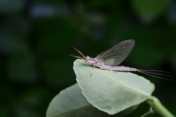 Fototapeta premium A mayfly lives in the wild, North China