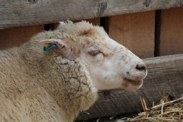 close up of a sheep, Fort Edmonton Park, Edmonton, Alberta