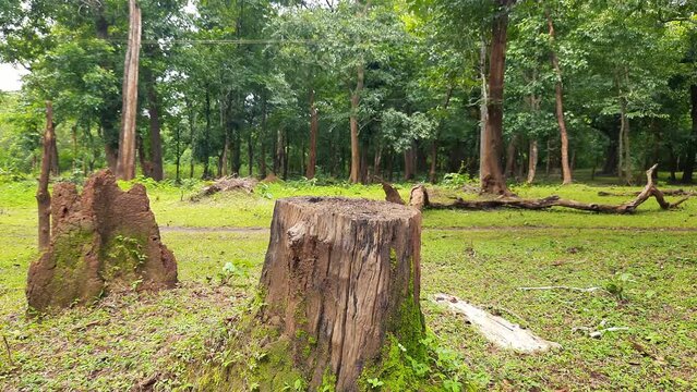 Countryside scene with cut tree stump near termite mound. Static