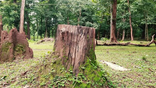 Zoom in shot of cut tree stump, termite mound in background