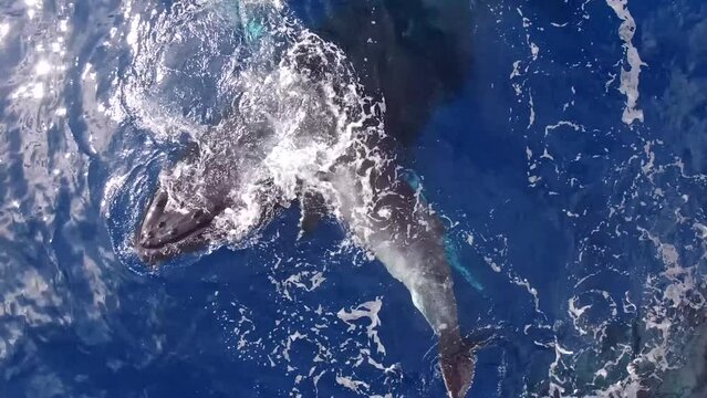 lovely view of Humpback Whale cow play with calf near water surface