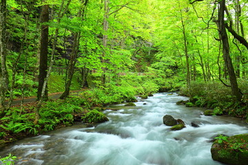 Natural landscape, Grass field, Riparian zone