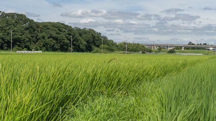 青々とした稲と畦道のある風景