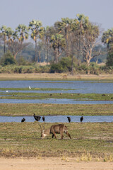 Malawisee mit Inseln und Vögeln sowie einem grasenden Wasserbock im Vordergrund