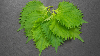 大葉、青しその葉（紫蘇）6枚