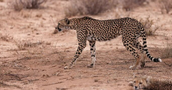 A cheetah walks in the savannah