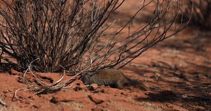 A mongoose burrows in the savannah