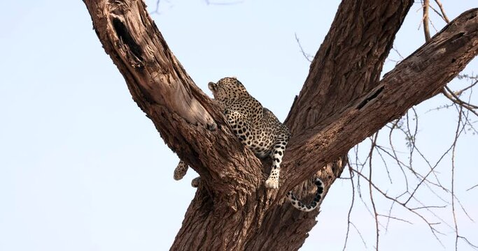 A leopard rests in a tree