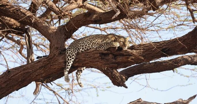 A leopard rests in a tree