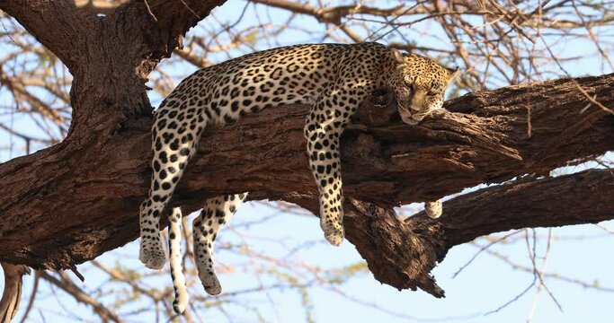A leopard rests in a tree