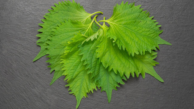 紫蘇の葉 Images Browse 692 Stock Photos Vectors And Video Adobe Stock