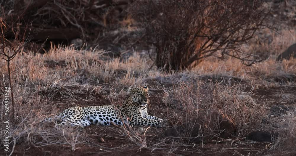 Canvas Prints a leopard is resting in the savannah