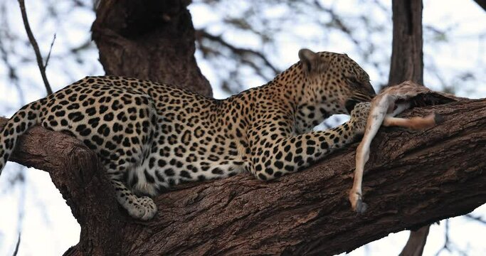 A leopard eats in a tree