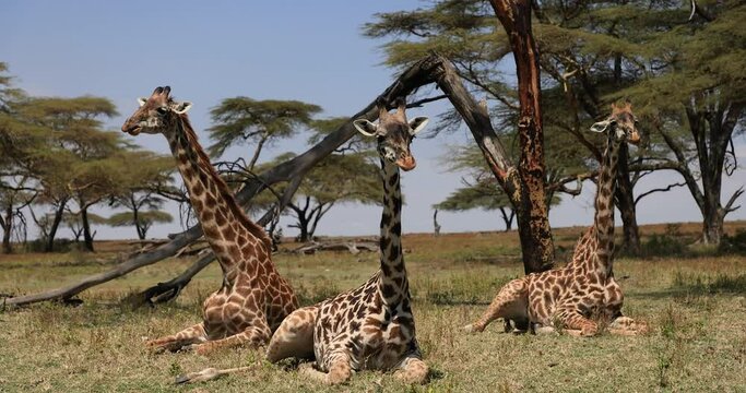 Portrait of a giraffe family in the savannah