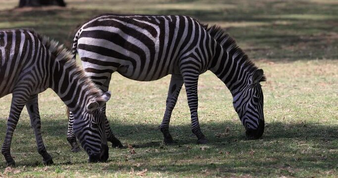 A zebra eats grass in the savannah