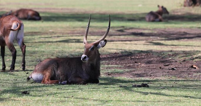 A waterbuck rests in the savannah