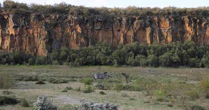 A zebra walks in a mountain valley