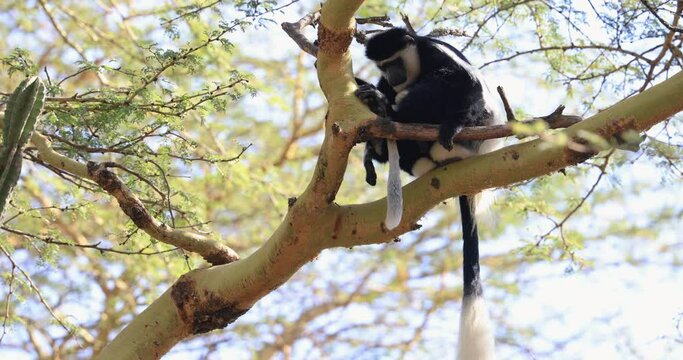 A family of colobus guereza rests in trees