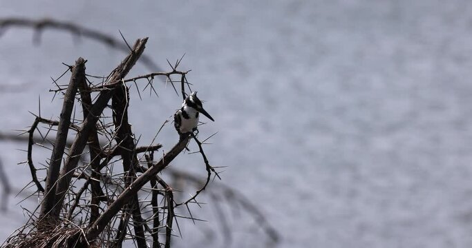 A Pied Kingfisher observing fish from a branch