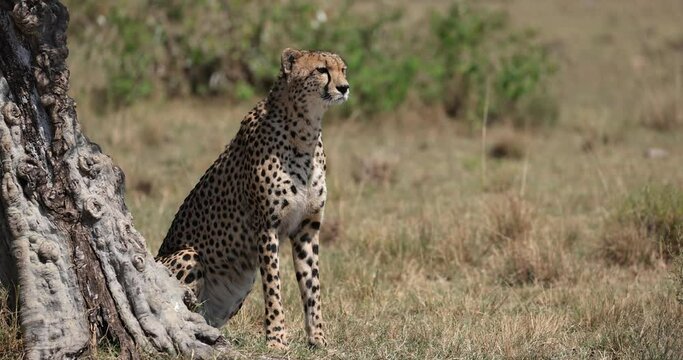 A cheetah family rests and observes in the savannah