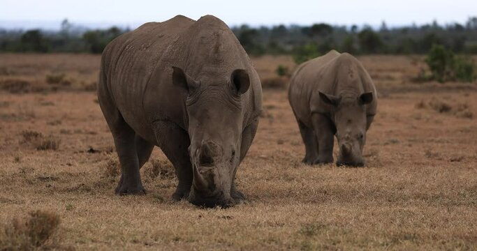 A rhino family is walking in the savannah