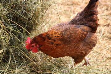 chicken on the farm, Fort Edmonton Park, Edmonton, Alberta